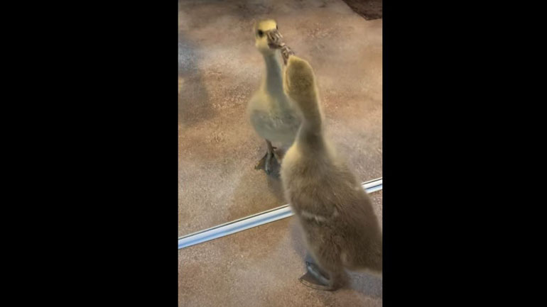 Χήνα «στήνει» καβγά με την αντανάκλασή της